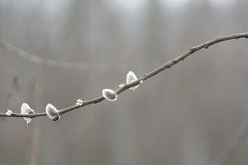 Obraz premium Horizontal close-up of a pussy willow (Salix caprea) branch with fluffy catkins on a blurred forest background with copy space.