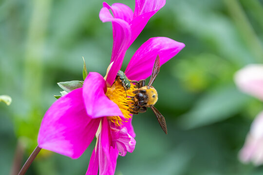 Macro shot of a large carpenter bee and a green flower beetle collecting pollen on a vibrant pink dahlia flower in a garden