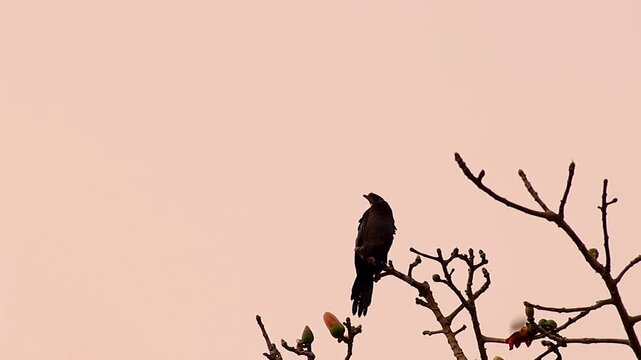 Silhouette of a bird perched on a budding tree branch against a pale sunset sky, 4K.