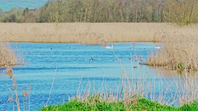 Various types of waterbirds in the wetlands of the Somerset Levels