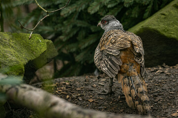 A female Wallich’s pheasant in an outdoor aviary.