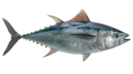 Obraz premium Large tuna swimming in clear water near coral reefs during daylight hours in the ocean