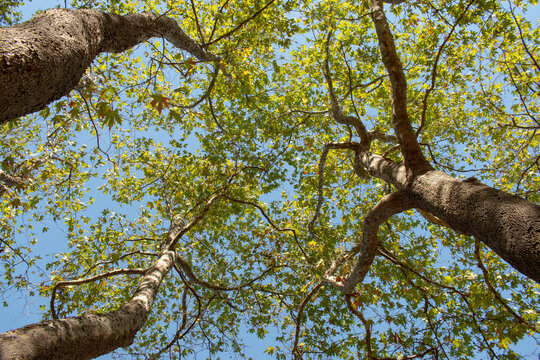 Looking up at green plane tree canopies against a clear blue sky.