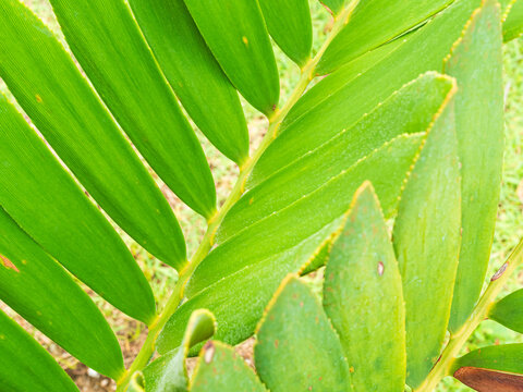 Zamia furfuracea close up decorection park nature, environment background
