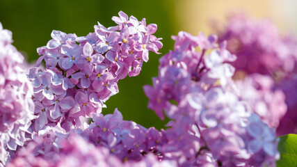 Obraz premium Close-up of lilac flowers in nature
