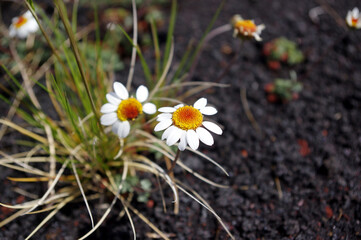 fleurs sur l'Etna en Sicile © Gwenaelle.R