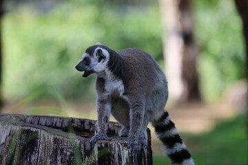 Lemurs climbing branches. a funny lemur in an enclosure. High quality photo © Broker_Aleksandr
