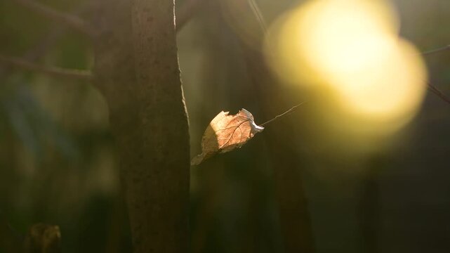 Single dry leaf hanging on a tree branch illuminated by warm golden sunset sunlight