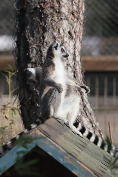 Lemurs climbing branches. a funny lemur in an enclosure. High quality photo