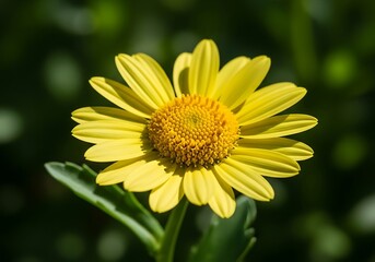 Obraz premium Golden Bloom: Sunlit Daisy in Sharp Detail
