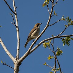 Obraz premium Spring's Whisper: Bird Song on Branch, Azure Sky
