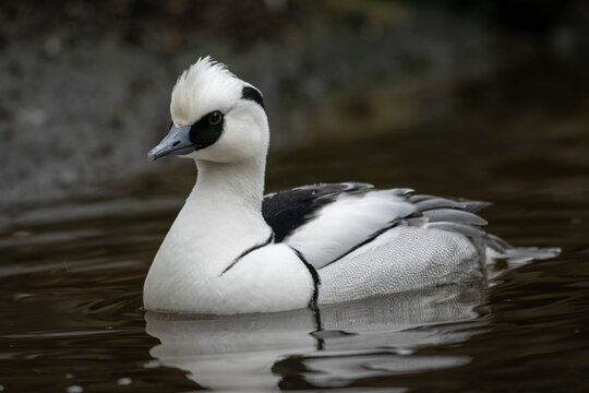 A male smew swimming on the water.