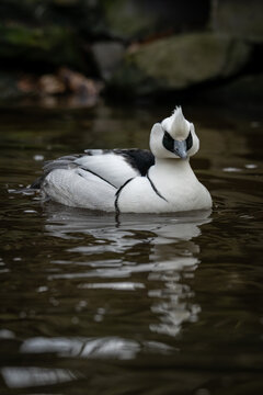 A male smew swimming on the water.