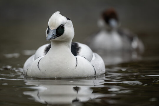 A male and female smew swimming on the water.