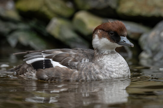 A female smew swimming on the water.