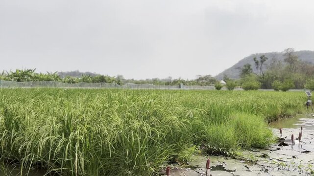 Jasmine rice field in Thailand with green paddy landscape and rural farming life
