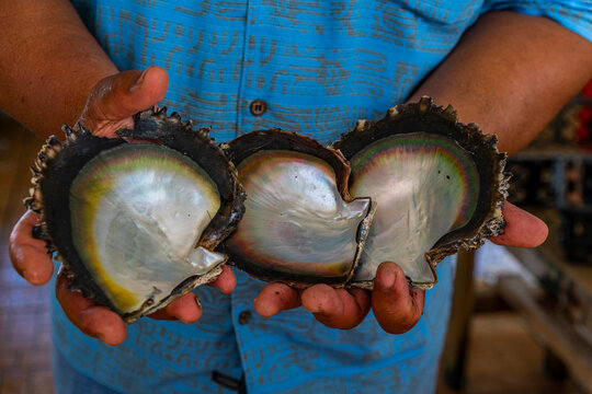 Hands holding pearl oyster shells at Gauguin pearl farm Rangiroa Tuamotus