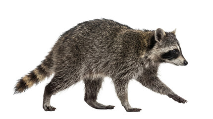 A North American raccoon, a common nocturnal mammal, captured in a detailed full-body photograph walking sideways. © Paul