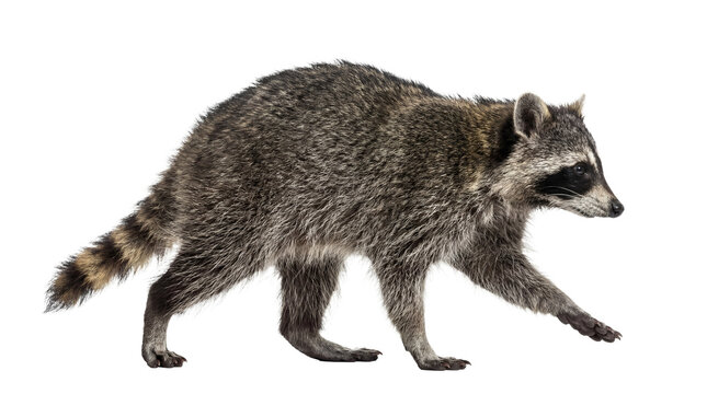 A North American raccoon, a common nocturnal mammal, captured in a detailed full-body photograph walking sideways.