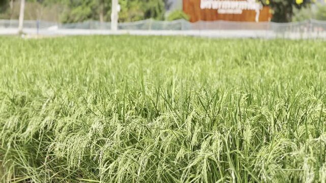 Jasmine rice field in Thailand