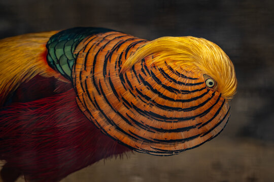 A male golden pheasant courting a female &ndash; portrait.