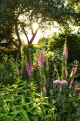 Garden, foxglove and flowers with growth in spring, outdoor and shrub with bloom in sunshine. Pink blossom, environment and season change with landscaping, sustainability and trees in countryside © peopleimages.com