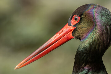 A portrait of a black stork outdoors in nature. © lapis2380