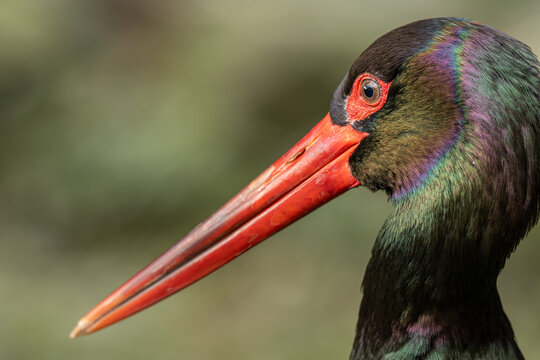 A portrait of a black stork outdoors in nature.