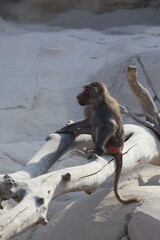 Baboon sitting branch. monkey watching at the zoo. High quality photo © Broker_Aleksandr