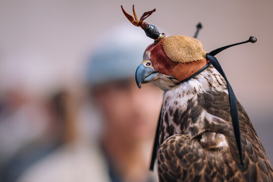 Falcon wearing a traditional leather hood used in falconry, a centuries-old hunting practice in the Middle East, with a falconer blurred in the background.