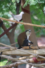 Monkey eating rope. monkey watching at the zoo. High quality photo © Broker_Aleksandr