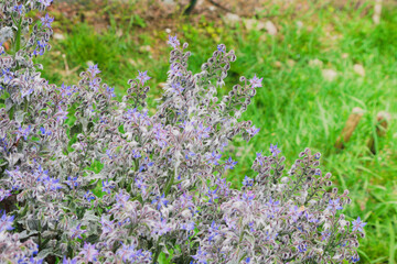 Obraz premium Blooming of borage (Borago officinalis), also known as starflower