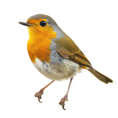 Fototapeta premium Bright orange bird stands on its legs with a curious gaze in a simple setting