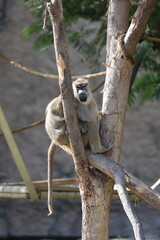 Baboon sitting branch. monkey watching at the zoo. High quality photo © Broker_Aleksandr