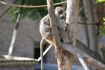 Baboon sitting branch. monkey watching at the zoo. High quality photo © Broker_Aleksandr