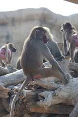 Baboon sitting branch. monkey watching at the zoo. High quality photo © Broker_Aleksandr
