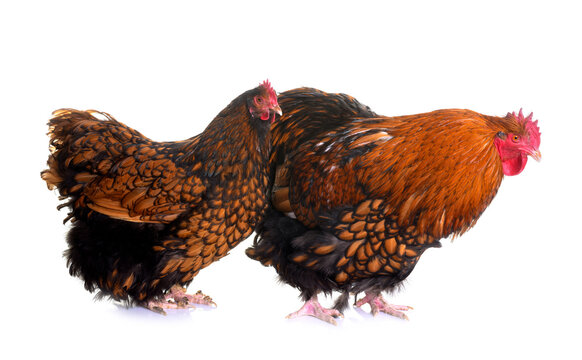 gold laced orpington couple