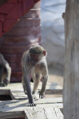 Baboon sitting branch. monkey watching at the zoo. High quality photo © Broker_Aleksandr
