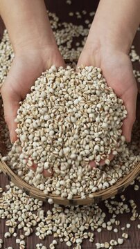 Hands holding job's tears grains in a harvest basket