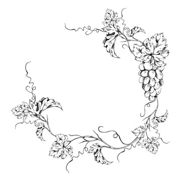 Rustic grapevine wreath frame of twisting tendrils, leaf branches and grape bunches. Ink vector illustration hand drawn for vineyard branding, harvest festival graphics, paper bags and eco packaging.