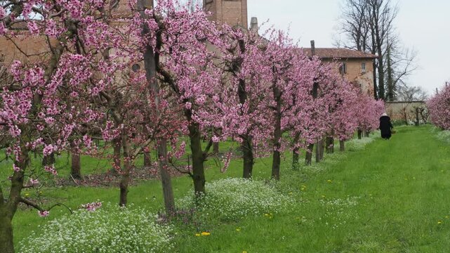 Blooming orchard with a person walking through rows of pink cherry blossom trees in the Po Valley