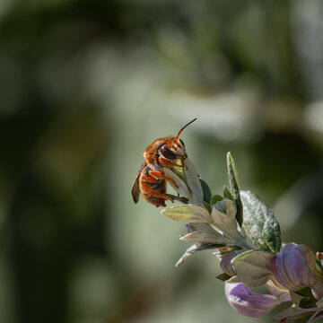 Rhodanthidium sticticum bee resting on flower bud in natural habitat macro