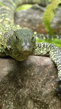 Vertical Close-up of a Spotted Green Monitor Lizard on a Rock