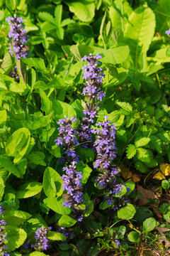 Blooming of Ajuga reptans commonly known as bugle, blue bugle, bugleherb, bugleweed, carpetweed, carpet bugleweed, carpet bugle, and common bugle
