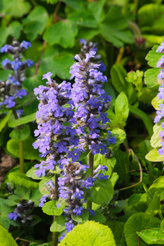Blooming of Ajuga reptans commonly known as bugle, blue bugle, bugleherb, bugleweed, carpetweed, carpet bugleweed, carpet bugle, and common bugle