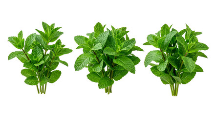 Obraz premium Fresh green mint leaves bunch isolated on white background