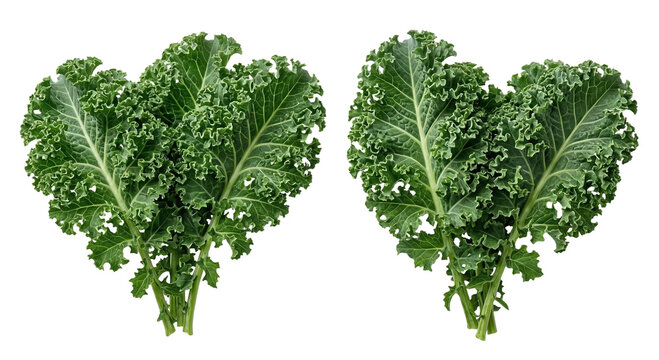 Fresh curly kale leaves isolated on white background