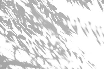 Fototapeta premium Abstract natural tree branch leaves shadow on white wall background