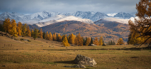 Naklejka premium Panoramic mountain landscape with golden larch trees, snow capped peaks, rolling hills and rocky meadow under moody sky.