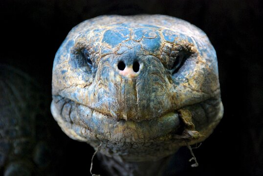 Close-up portrait of a Giant Tortoise in front of a black background, Isla Isabela, Galapagos Islands, Ecuador